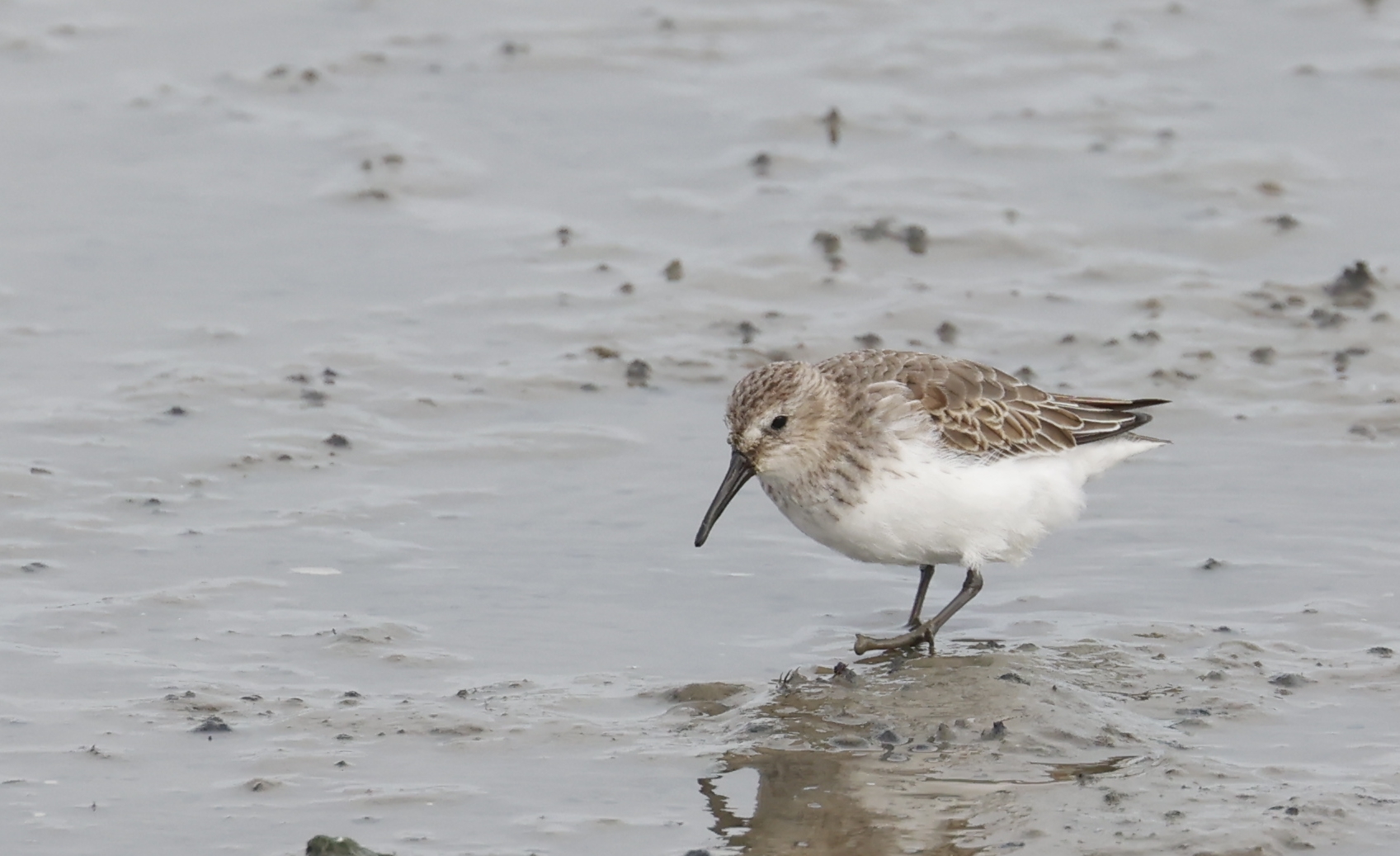 Bonte strandloper (Texel). Foto van Gerda van der Meer.